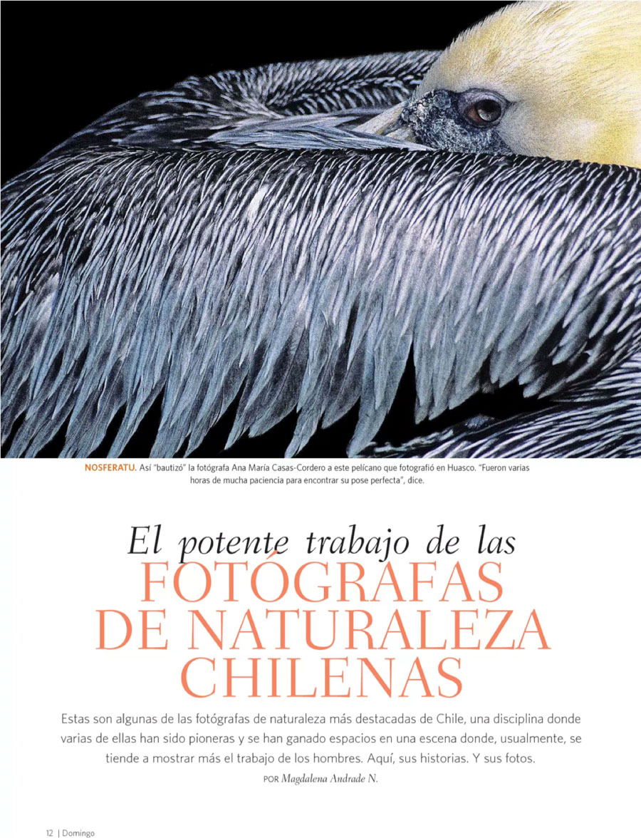 Inicio 38 fotografas de naturaleza chilenas 1